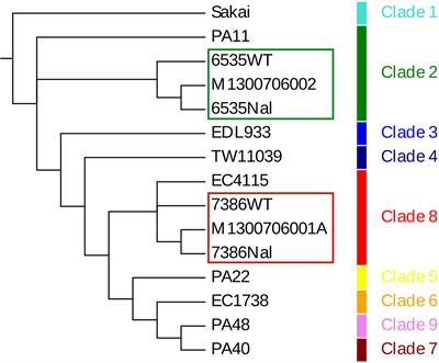 Genome Sequence Analysis and Characterization of Shiga Toxin 2 Production by Escherichia coli O157:H7 Strains Associated With a Laboratory Infection